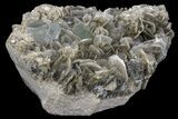Aquamarine Crystals On Muscovite With Fluorite - Pakistan #170749-3